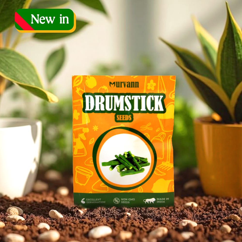 Buy Moringa / Drumstick / Sahjan Seeds ? GMO Free | Excellent Germination | Easy to Grow | Disease Resistance Online | Urvann.com Moringa / Drumstick / Sahjan Seeds - GMO Free | Excellent Germination | Easy to Grow | Disease Resistance