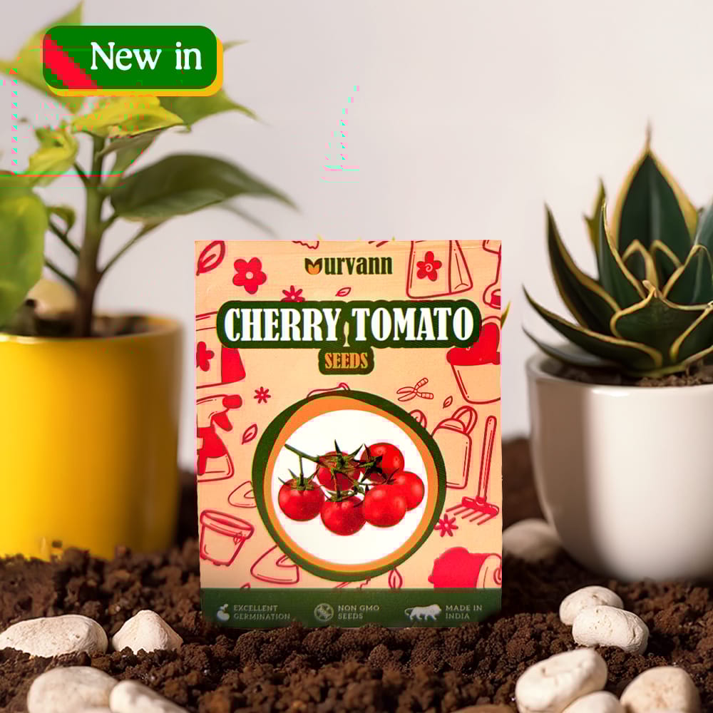 Buy Cherry Tomato Seeds - Excellent Germination Online | Urvann.com Cherry Tomato Seeds - GMO Free | Excellent Germination | Easy to Grow | Hand Picked