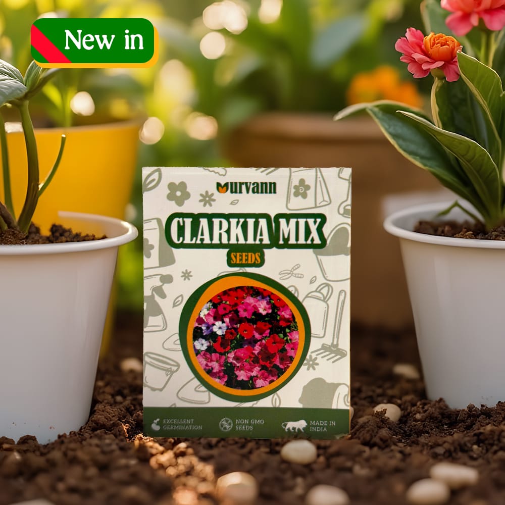 Clarkia Mix Flowers Seeds - GMO Free | Excellent Germination | Easy to Grow | Vibrant Blooms
