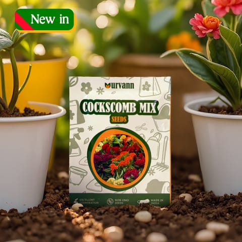 Cockscomb Mixed Seeds - GMO Free | Excellent Germination | Easy to Grow | Vibrant Blooms