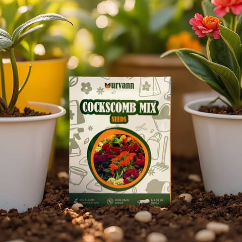 Cockscomb Mixed Seeds - GMO Free | Excellent Germination | Easy to Grow | Vibrant Blooms