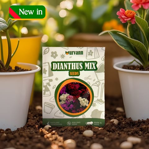 Dianthus Seeds - GMO Free | Excellent Germination | Easy to Grow | Vibrant Blooms