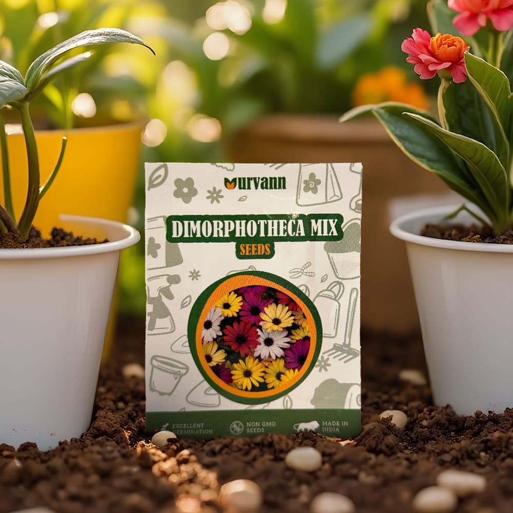 Dimorphotheca Mixed Seeds - GMO Free | Excellent Germination | Easy to Grow | Vibrant Blooms