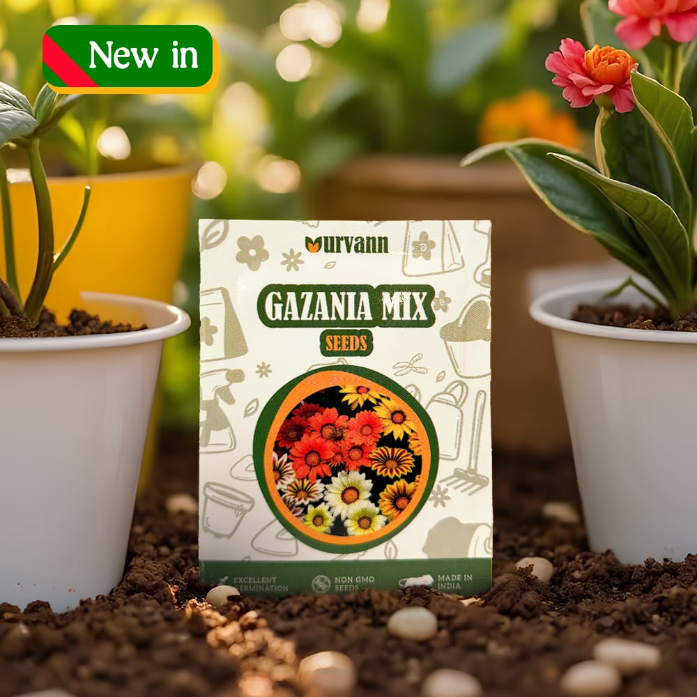 Gazania Seeds – GMO Free | Excellent Germination | Easy to Grow | Vibrant Blooms