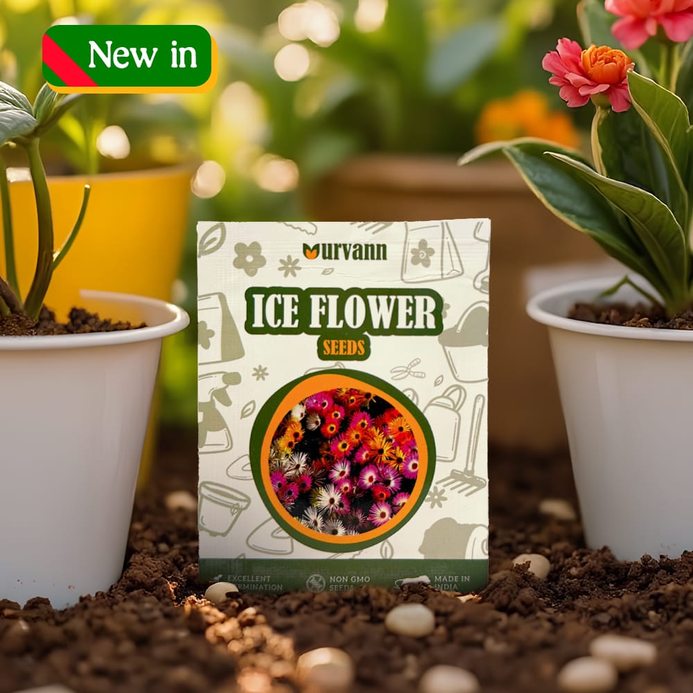 Ice Plant Seeds - GMO Free | Excellent Germination | Easy to Grow | Vibrant Blooms