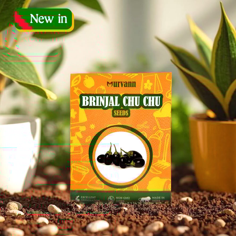 Buy Brinjal Chu Chu Seeds – GMO Free | Excellent Germination | Easy to Grow | Disease Resistance - for veggies Online | Urvann.com Brinjal Chu Chu Seeds – GMO Free | Excellent Germination | Easy to Grow | Disease Resistance - for veggies