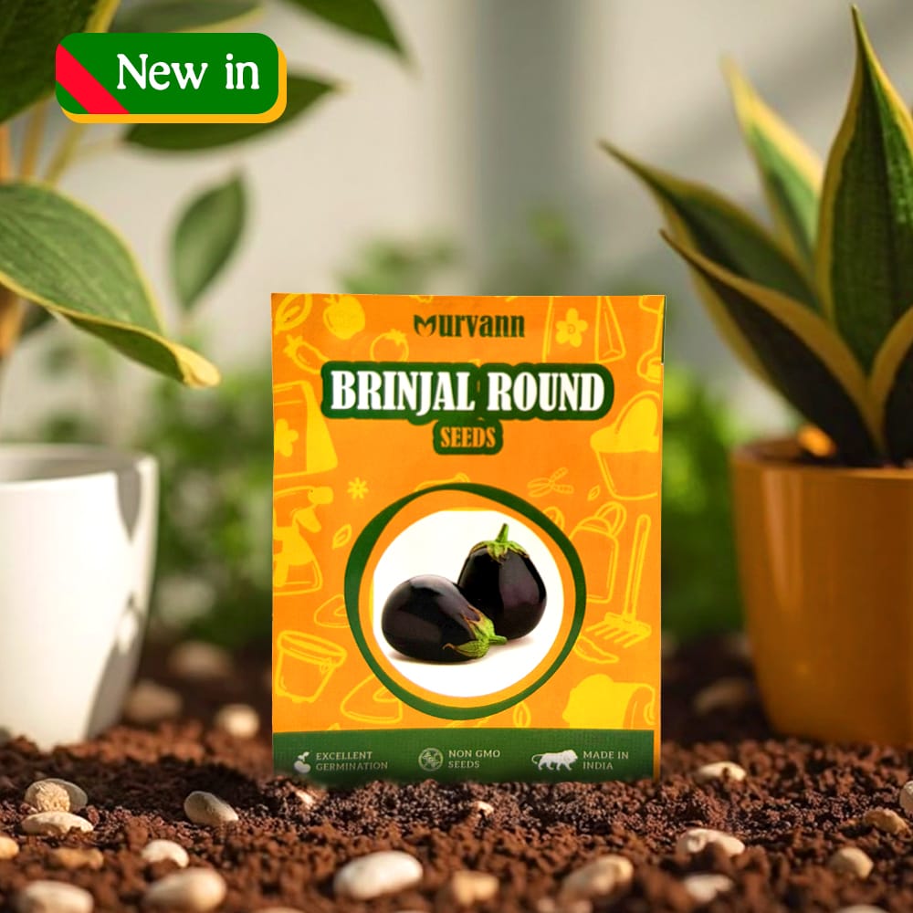 Brinjal Round Seeds - GMO Free | Excellent Germination | Easy to Grow | Disease Resistance