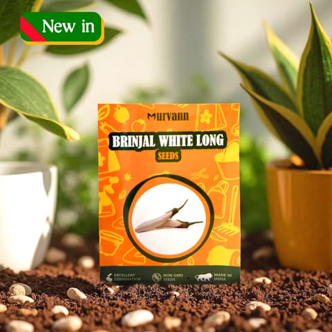 Brinjal White Long Seeds - GMO Free | Excellent Germination | Easy to Grow | Disease Resistance