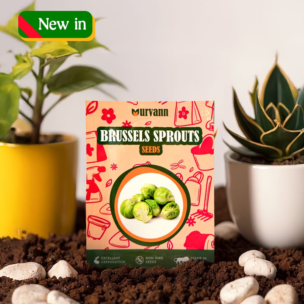 Buy Brussels Sprouts Seeds - Excellent Germination Online | Urvann.com Brussels Sprouts Seeds - GMO Free | Excellent Germination | Easy to Grow | Hand Picked