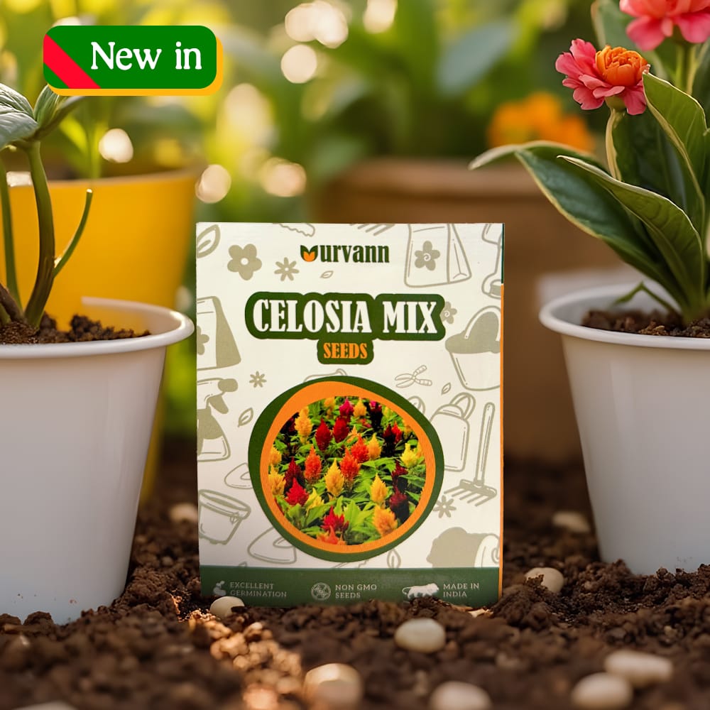 Buy Celosia Mixed Seeds ? GMO Free | Excellent Germination | Easy to Grow | Vibrant Blooms Online | Urvann.com Celosia Mixed Seeds - GMO Free | Excellent Germination | Easy to Grow | Vibrant Blooms