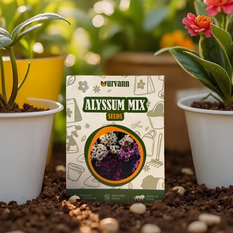 Alyssum Mixed Seeds - GMO Free | Excellent Germination | Easy to Grow | Vibrant Blooms
