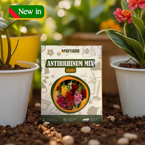 Antirrhinum / Dog Flower Mixed Seeds - GMO Free | Excellent Germination | Easy to Grow | Vibrant Blooms
