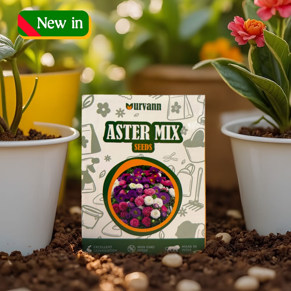 Aster Mixed Seeds - GMO Free | Excellent Germination | Easy to Grow | Vibrant Blooms