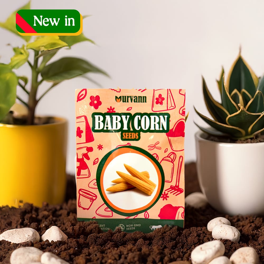 Buy Baby Corn Seeds - Excellent Germination Online | Urvann.com Baby Corn Seeds - GMO Free | Excellent Germination | Easy to Grow | Hand Picked
