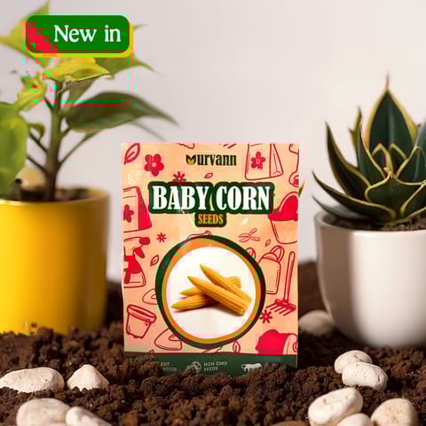 Baby Corn Seeds - GMO Free | Excellent Germination | Easy to Grow | Hand Picked
