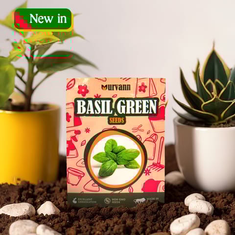 Basil Green Seeds - GMO Free | Excellent Germination | Easy to Grow | Hand Picked