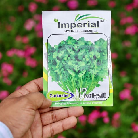 Coriander / Dhaniya Seeds - Excellent Germination