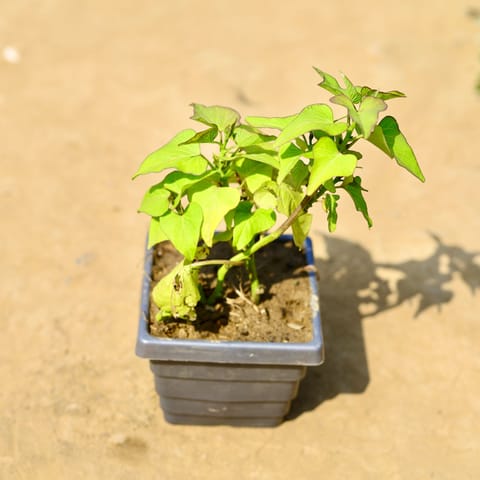 Sweet Potato / Ipomoea Green in 4 Inch Grey Premium Orchid Square Plastic Pot