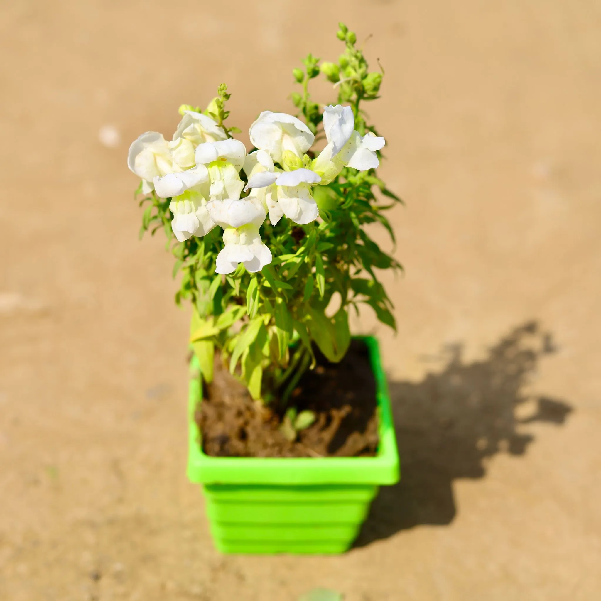Dog Flower / Antirrhinum Majus / Snapdragon (any colour) in 4 Inch Green Premium Orchid Square Plastic Pot