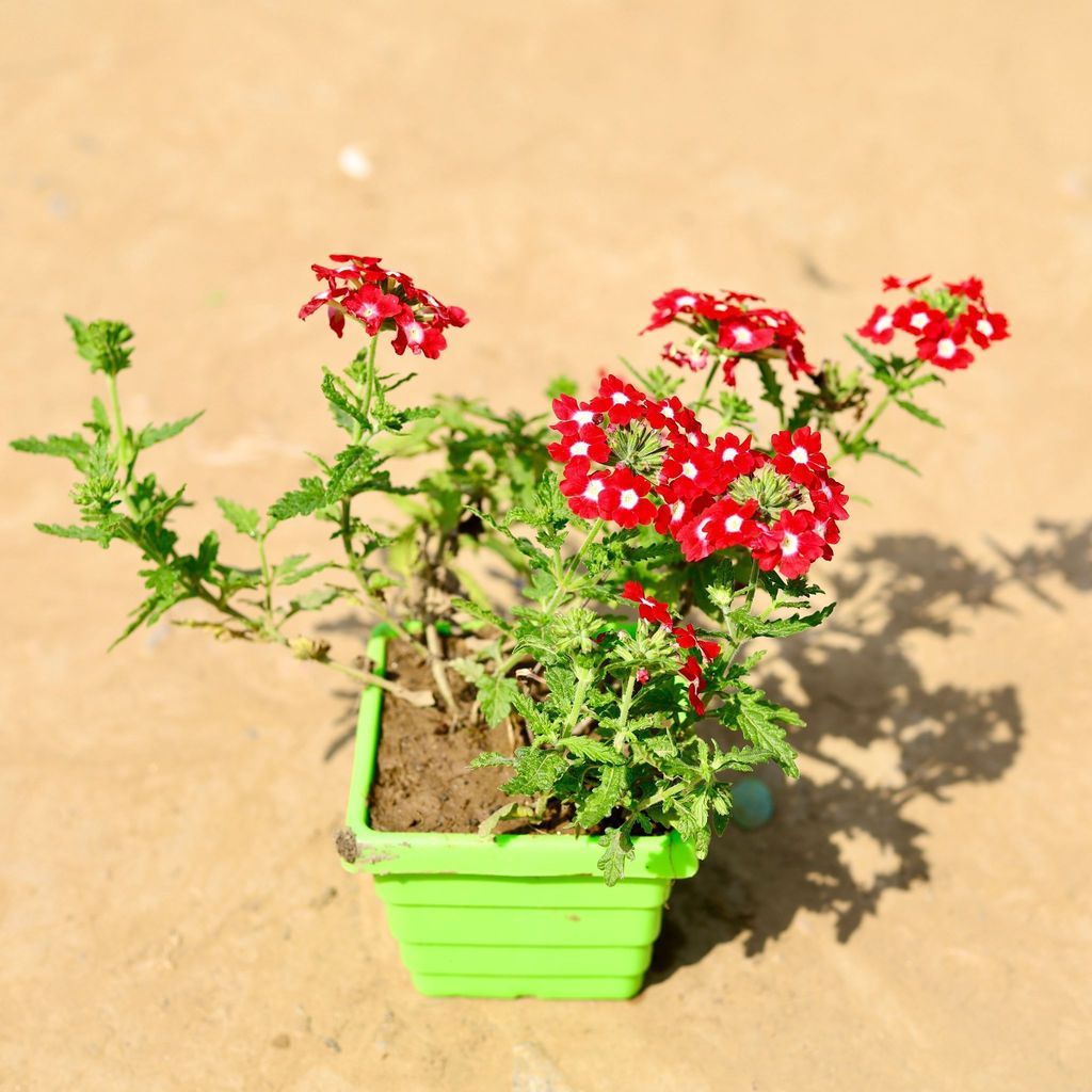 Buy Verbena (any colour) in 4 Inch Green Premium Orchid Square Plastic Pot Online | Urvann.com Verbena (any colour) in 4 Inch Green Premium Orchid Square Plastic Pot