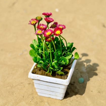 Buy Daisy (any colour) in 4 Inch White Marble Premium Orchid Square Plastic Pot Online | Urvann.com