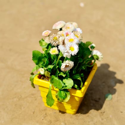 Buy Daisy (any colour) in 4 Inch Yellow Premium Orchid Square Plastic Pot Online | Urvann.com