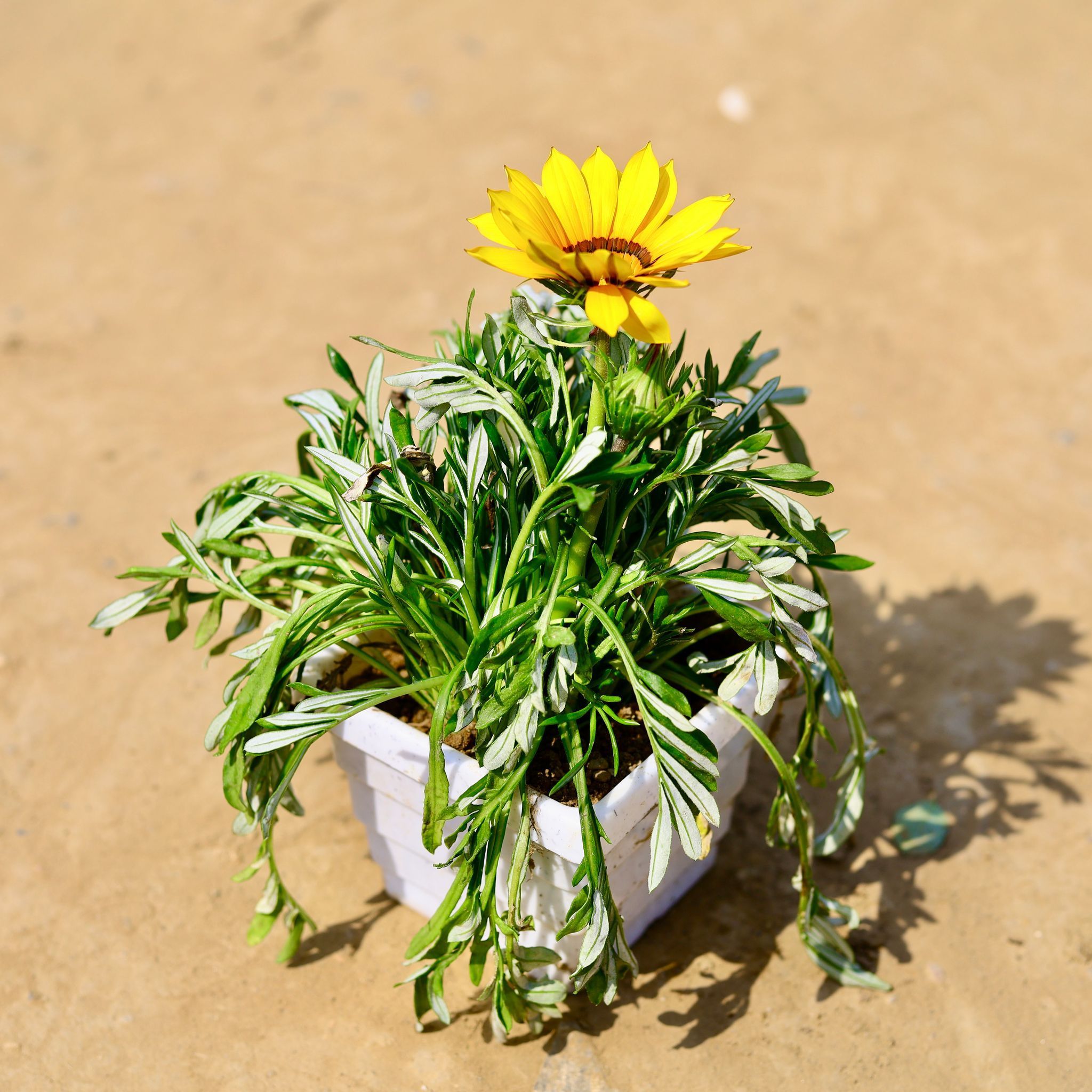 Gazania (any colour) in 4 Inch White Marble Premium Orchid Square Plastic Pot
