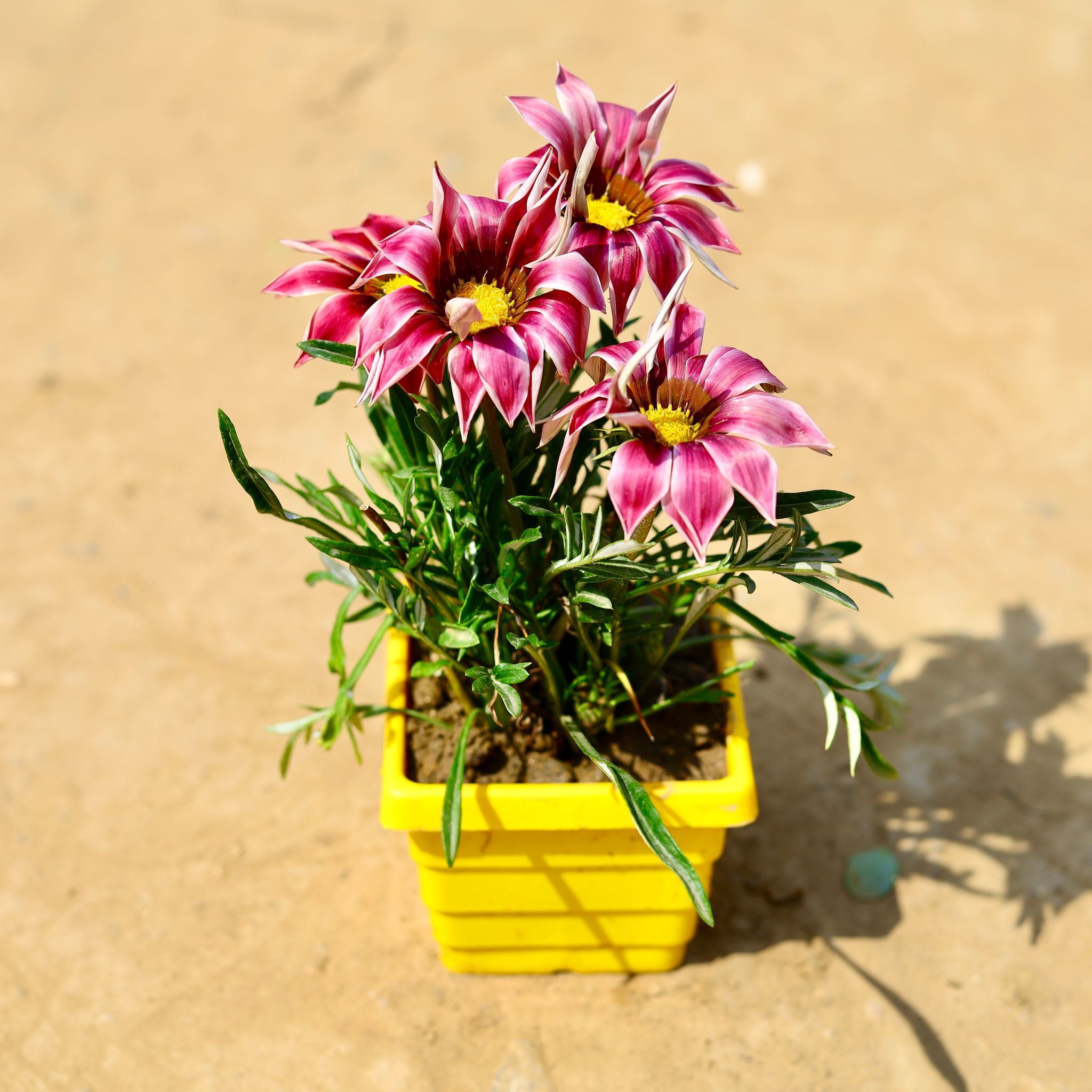 Gazania (any colour) in 4 Inch Yellow Premium Orchid Square Plastic Pot