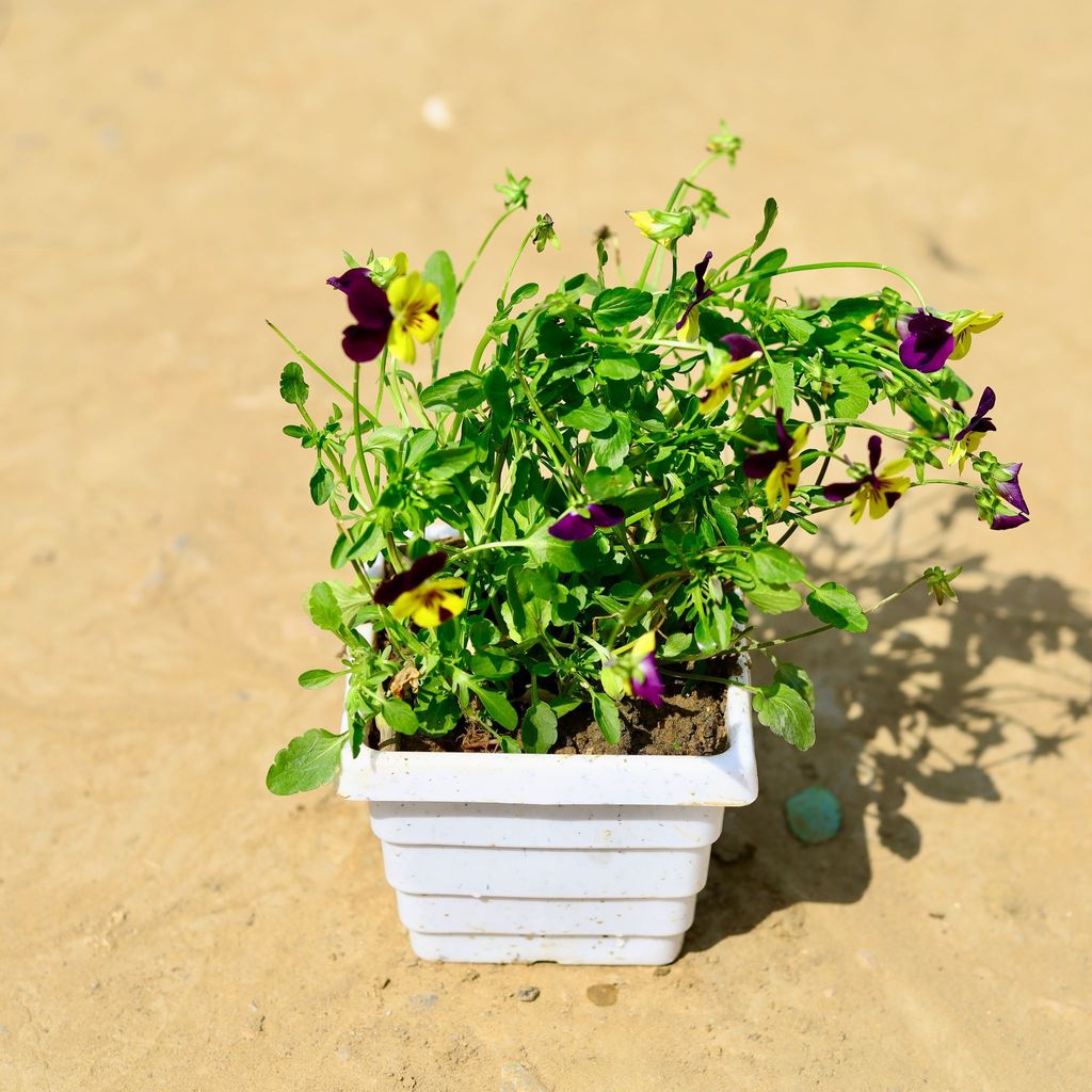 Buy Voila Pansy (any colour) in 4 Inch White Marble Premium Orchid Square Plastic Pot Online | Urvann.com Voila Pansy (any colour) in 4 Inch White Marble Premium Orchid Square Plastic Pot