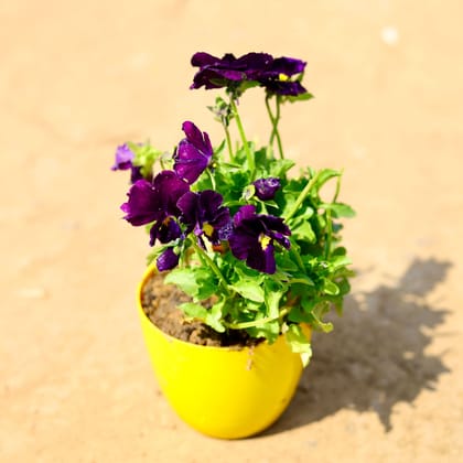 Buy Pansy (any colour) in 4 Inch Yellow Premium Orchid Round Plastic Pot Online | Urvann.com