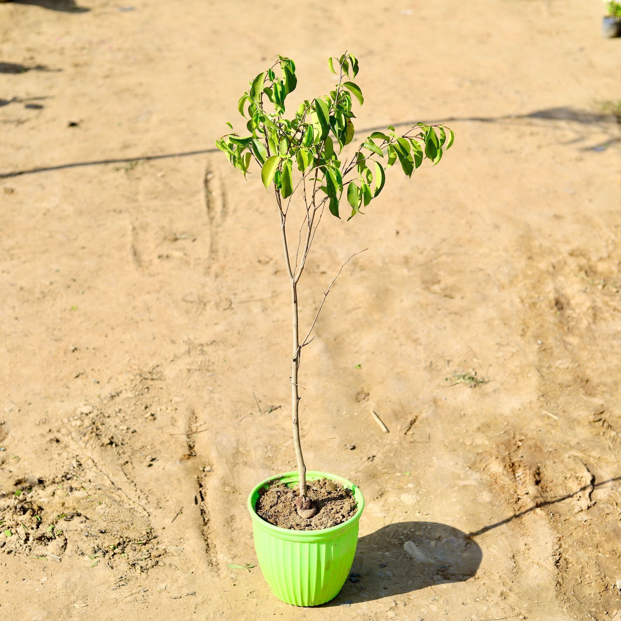 Ficus Benjamina in 8 Inch Green Premium Lotus Plastic Pot
