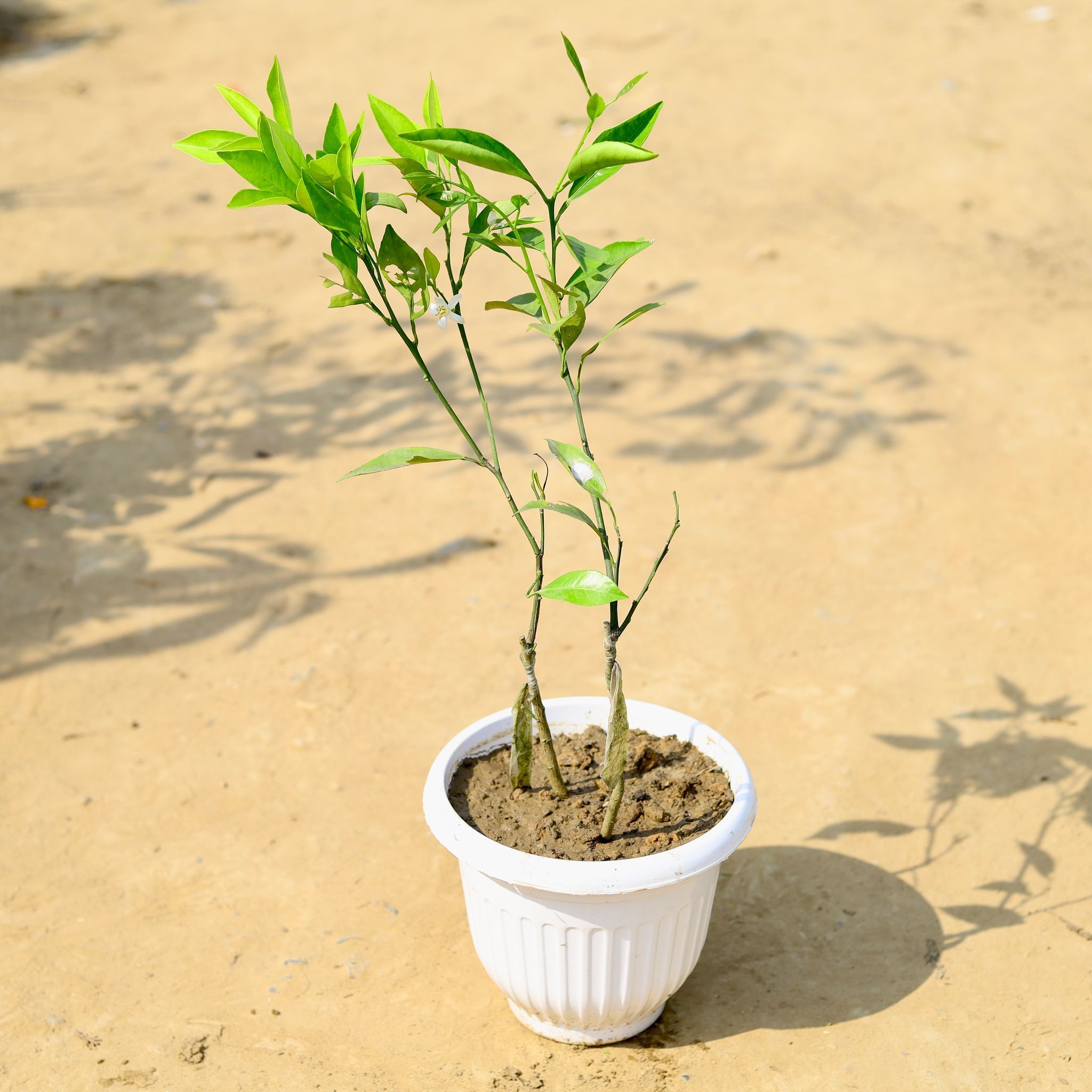 Mosambi / Sweet Lemon in 8 Inch White Olive Plastic Pot