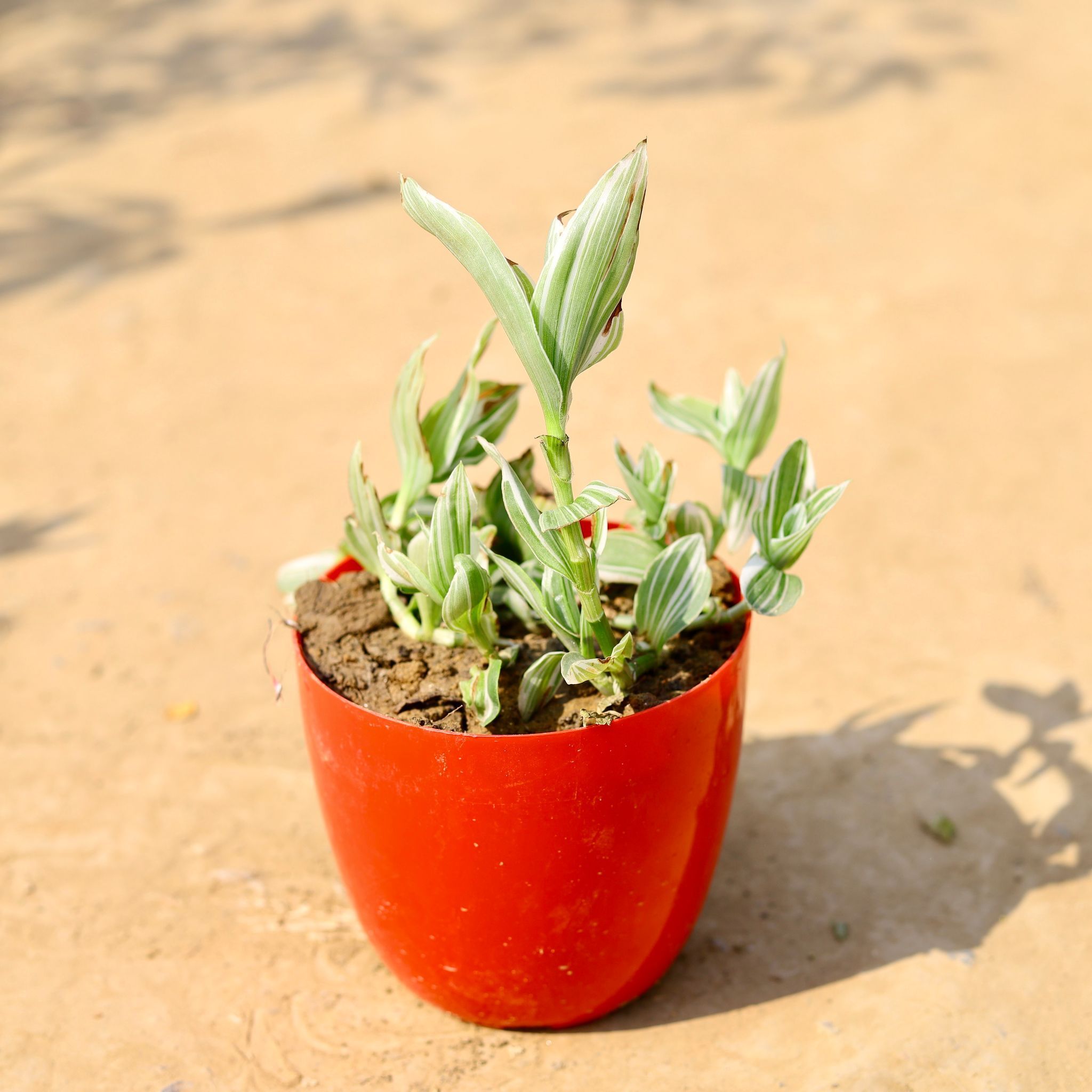 Sedum White Succulent in 6 Inch Red Premium Orchid Round Plastic Pot