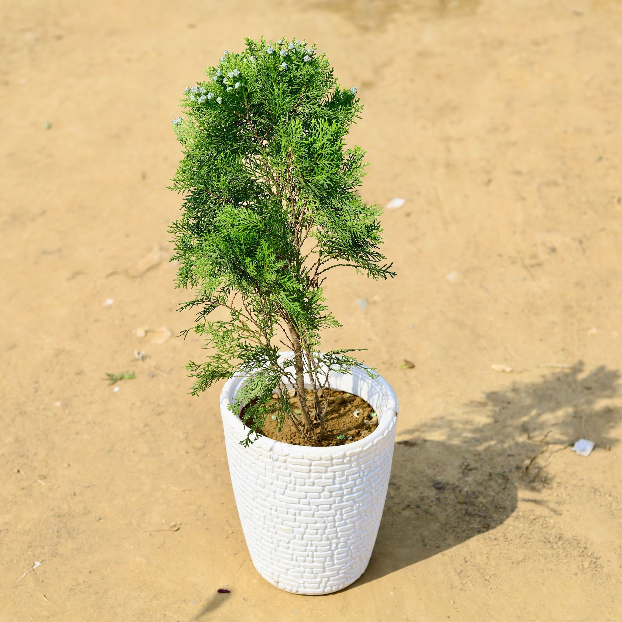 Morpankhi in 10 Inch White Marble Premium Marble Plastic Pot