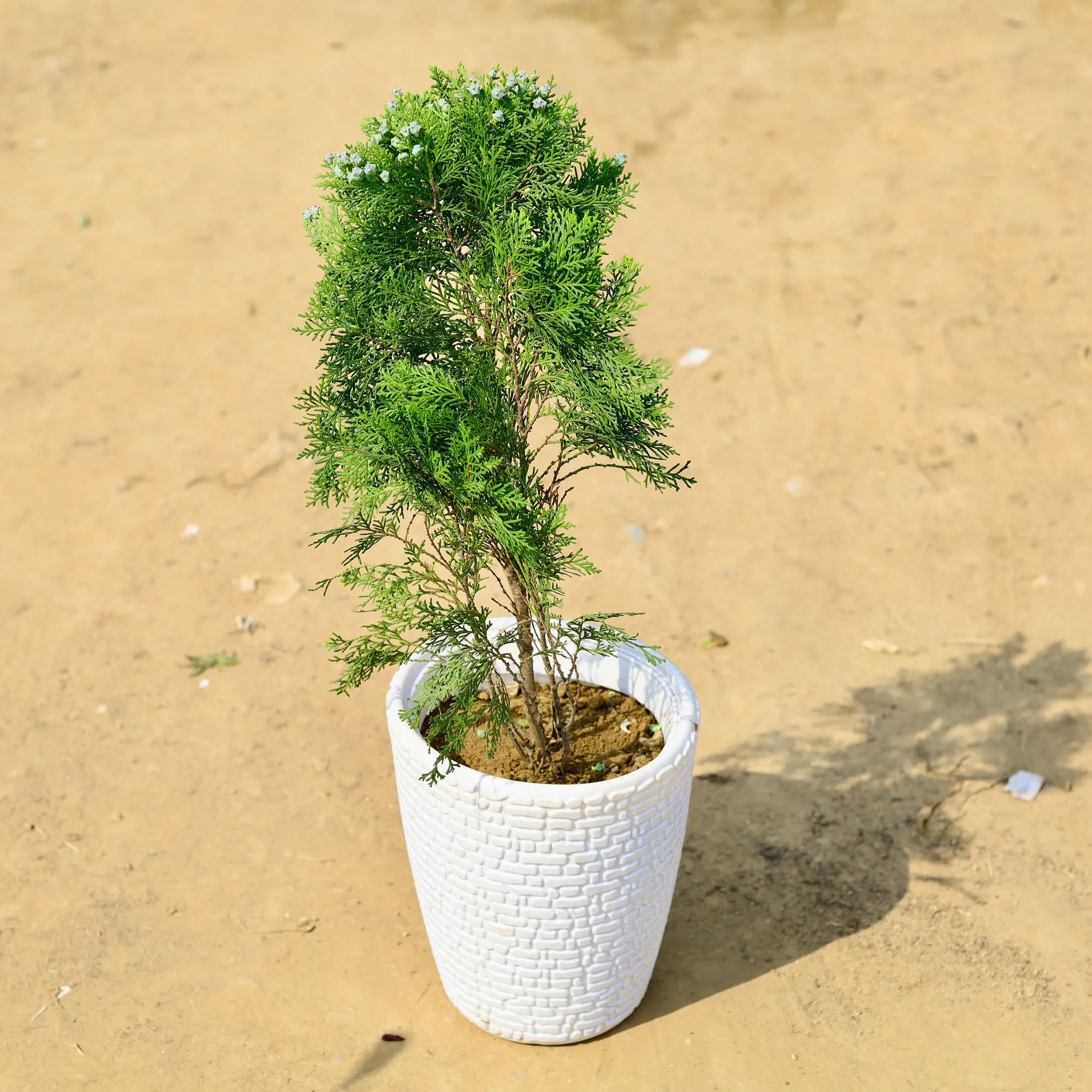 Morpankhi in 10 Inch White Marble Premium Marble Plastic Pot