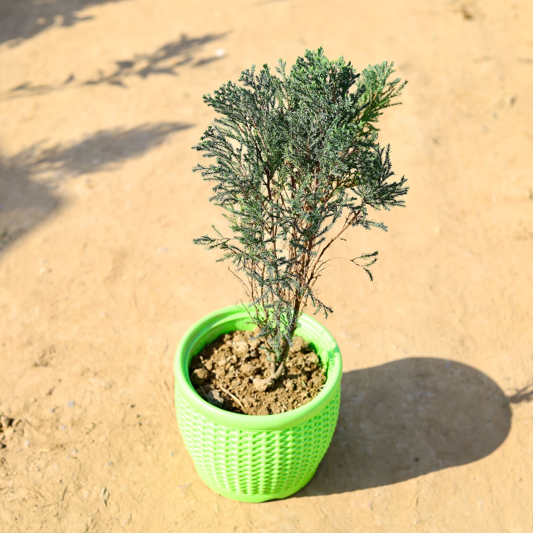 Saru in 8 Inch Green Premium Matt Classic Plastic Pot