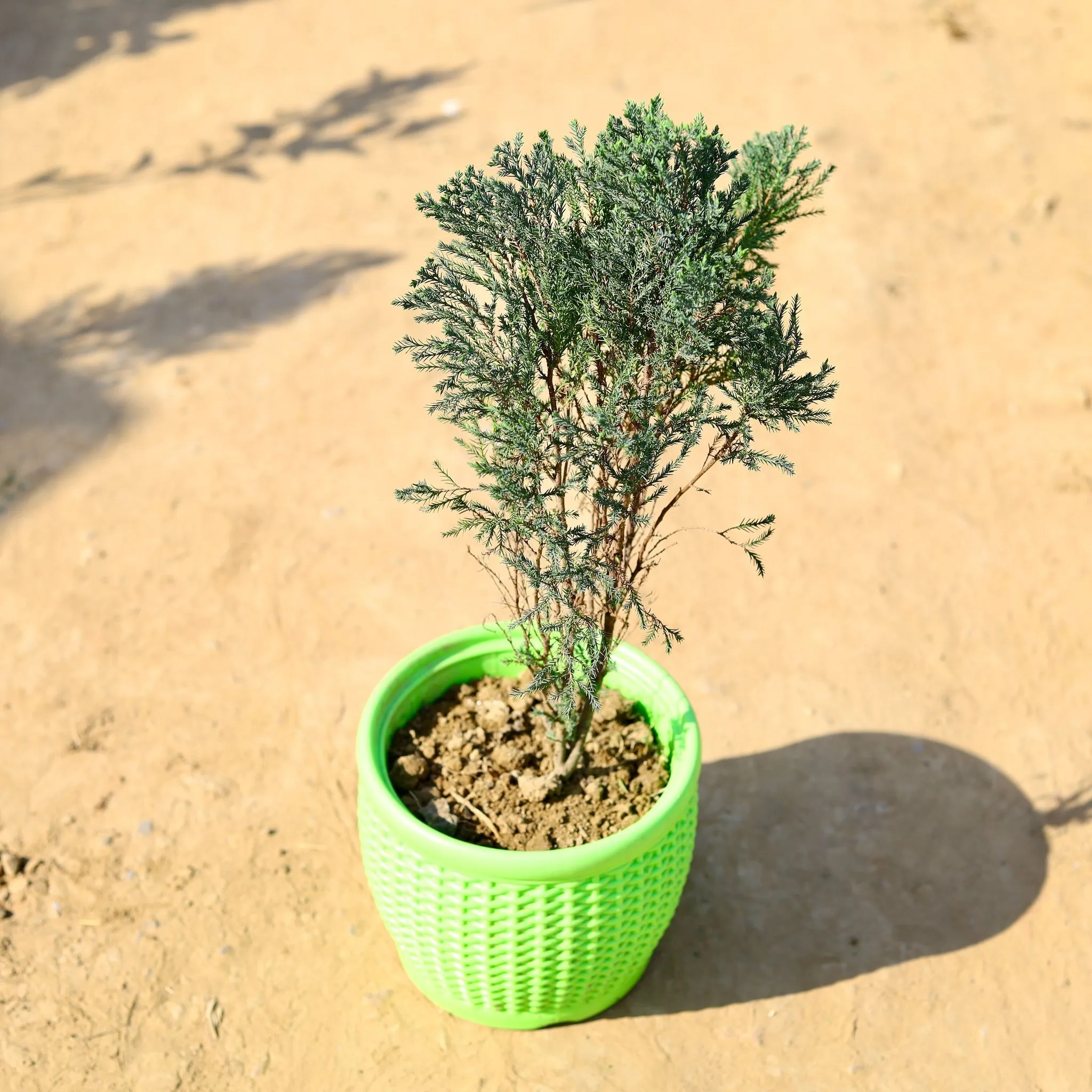 Saru in 8 Inch Green Premium Matt Classic Plastic Pot