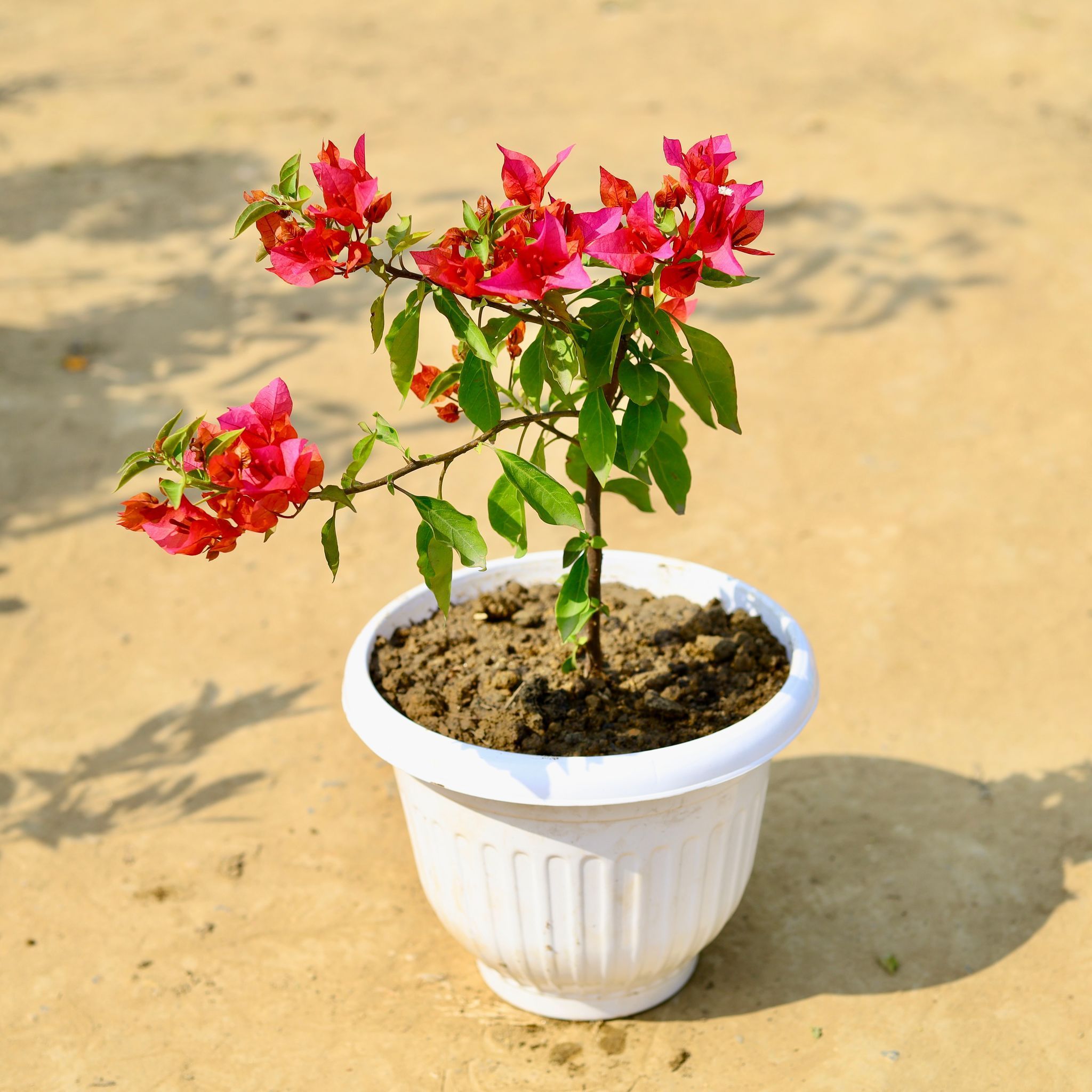 Bougainvillea (any colour) in 10 Inch White Olive Plastic Pot