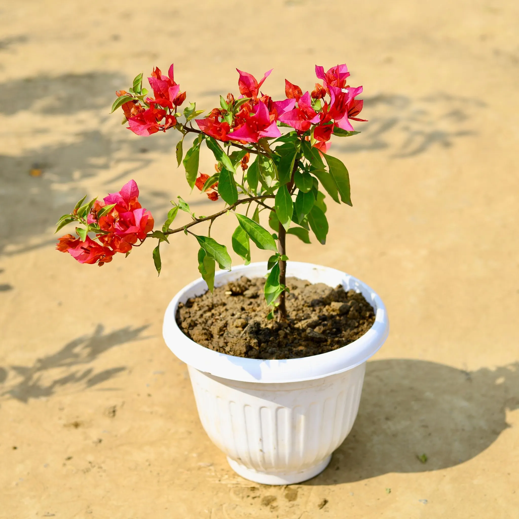 Bougainvillea (any colour) in 10 Inch White Olive Plastic Pot