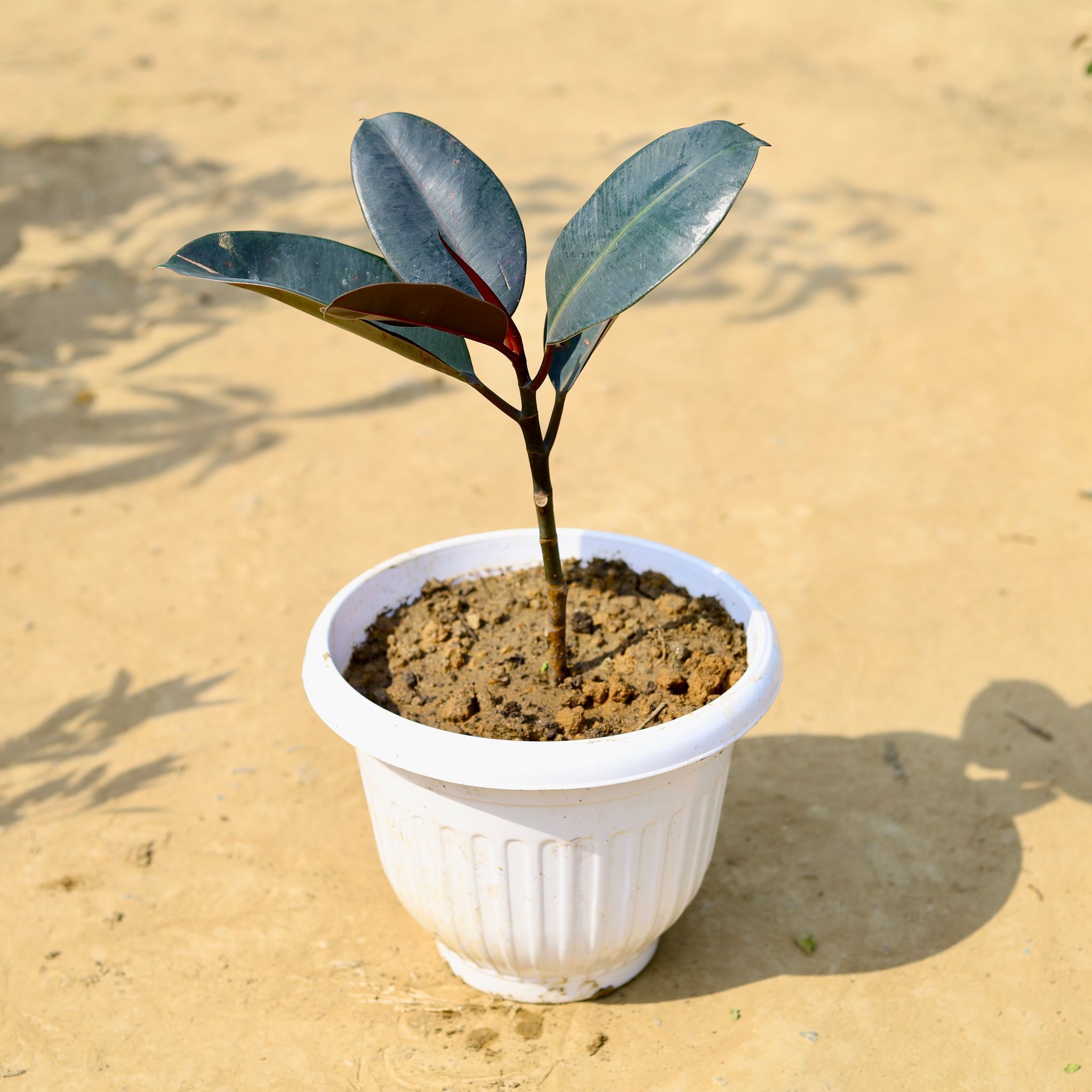 Rubber Black in 10 Inch White Olive Plastic Pot