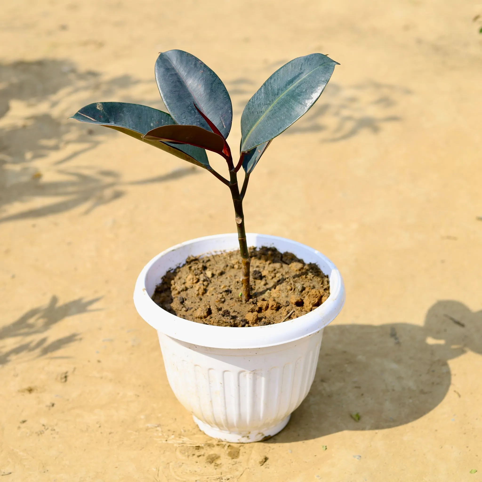 Rubber Black in 10 Inch White Olive Plastic Pot