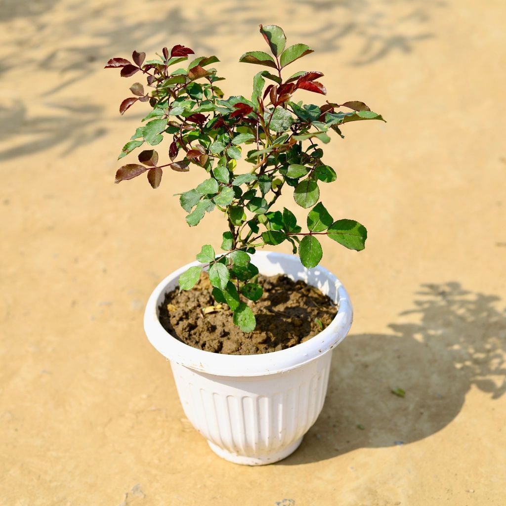 Buy English Rose (any colour) in 8 Inch White Premium Olive Plastic Pot Online | Urvann.com English Rose (any colour) in 8 Inch White Olive Plastic Pot