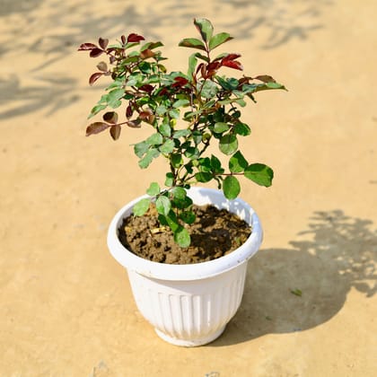 Buy English Rose (any colour) in 8 Inch White Premium Olive Plastic Pot Online | Urvann.com