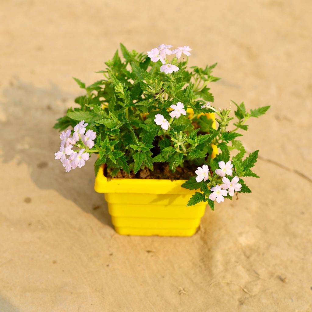 Buy Verbena (Any Colour) in 4 Inch Yellow Premium Orchid Square Plastic Pot Online | Urvann.com Verbena (Any Colour) in 4 Inch Yellow Premium Orchid Square Plastic Pot