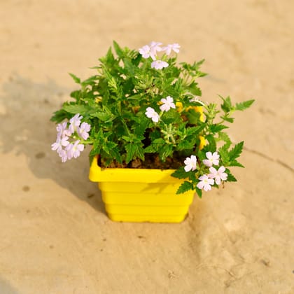Buy Verbena (Any Colour) in 4 Inch Yellow Premium Orchid Square Plastic Pot Online | Urvann.com