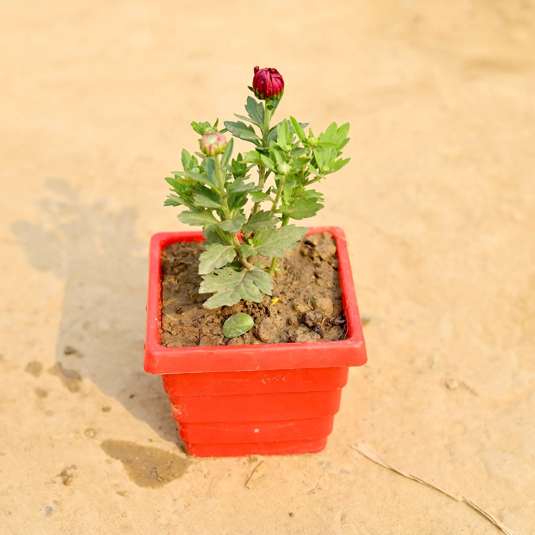 Chrysanthemum / Guldawari / Guldaudi (Any Colour) in 4 Inch Red Premium Orchid Square Plastic Pot
