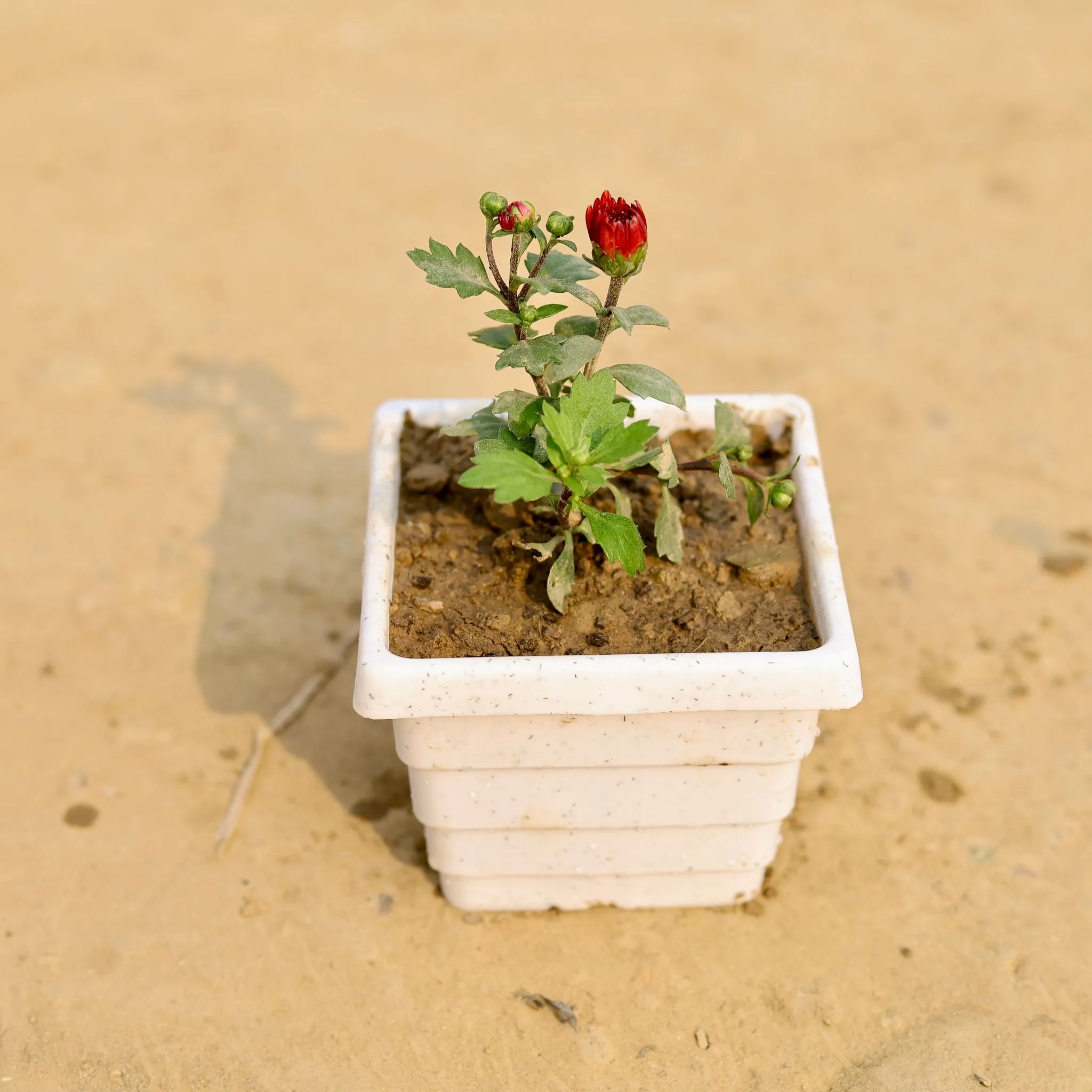 Chrysanthemum / Guldawari / Guldaudi (Any Colour) in 4 Inch White Marble Premium Orchid Square Plastic Pot