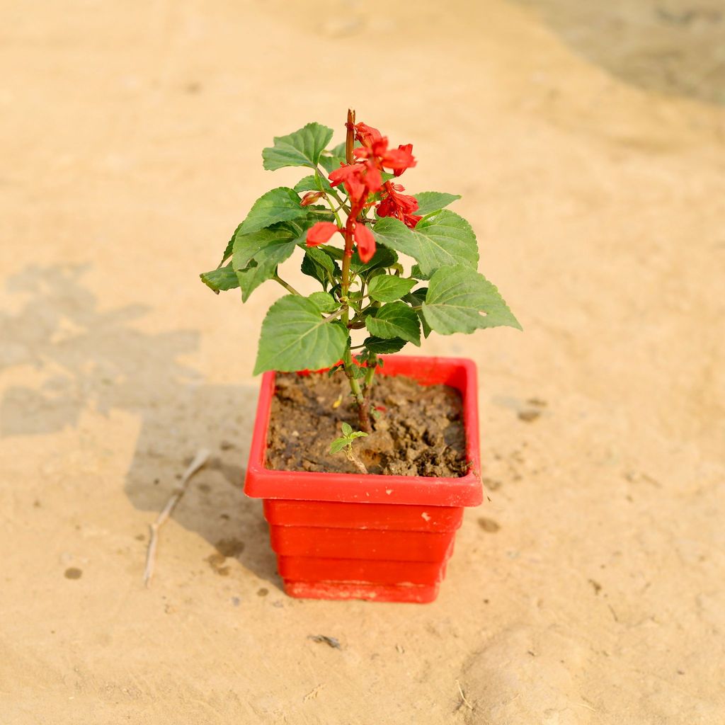 Buy Salvia (Any Colour) in 4 Inch Red Premium Orchid Square Plastic Pot Online | Urvann.com Salvia (Any Colour) in 4 Inch Red Premium Orchid Square Plastic Pot