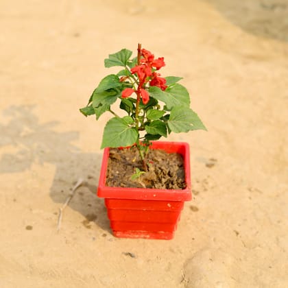 Buy Salvia (Any Colour) in 4 Inch Red Premium Orchid Square Plastic Pot Online | Urvann.com