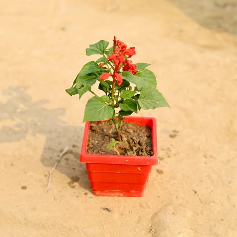 Salvia (Any Colour) in 4 Inch Red Premium Orchid Square Plastic Pot